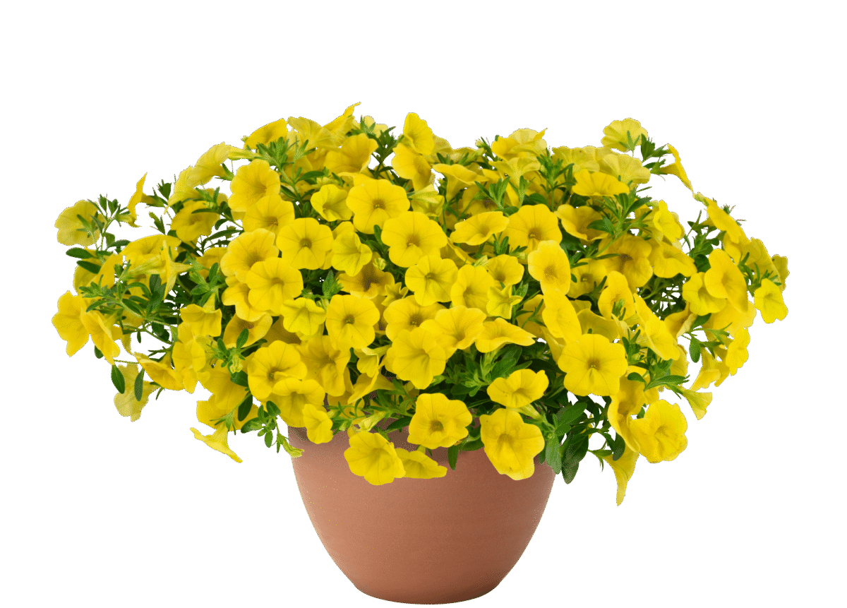 Lia™ Mega Yellow