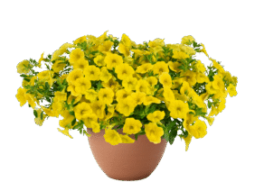 Lia™ Mega Yellow