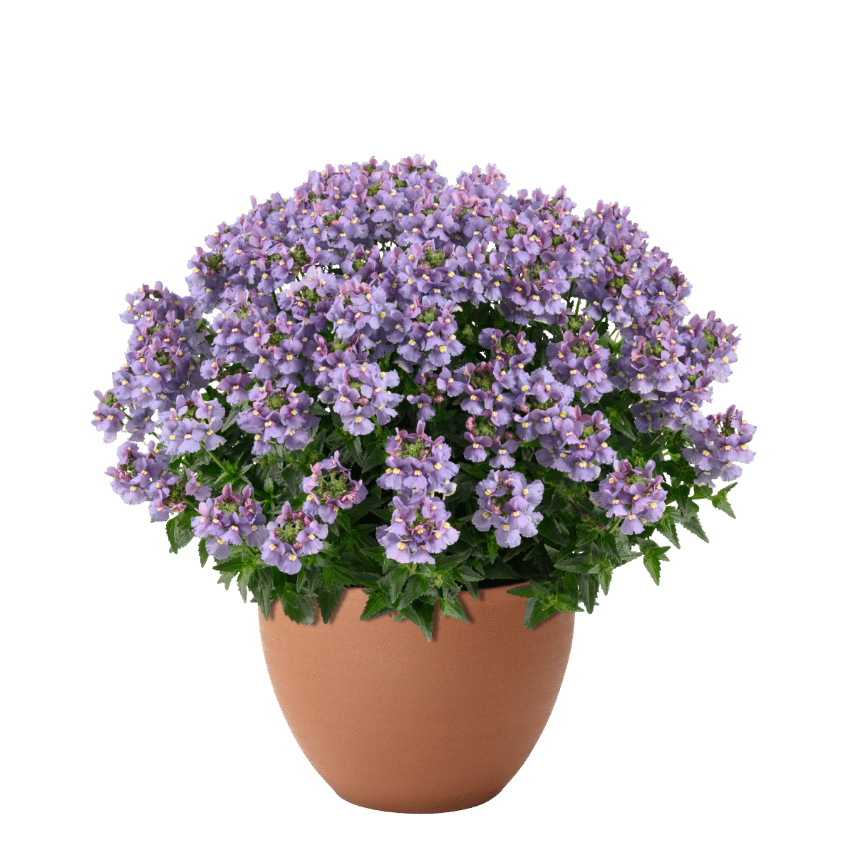 NESIA™ Arctic Blue