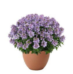 NESIA™ Arctic Blue
