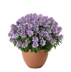 NESIA™ Arctic Blue