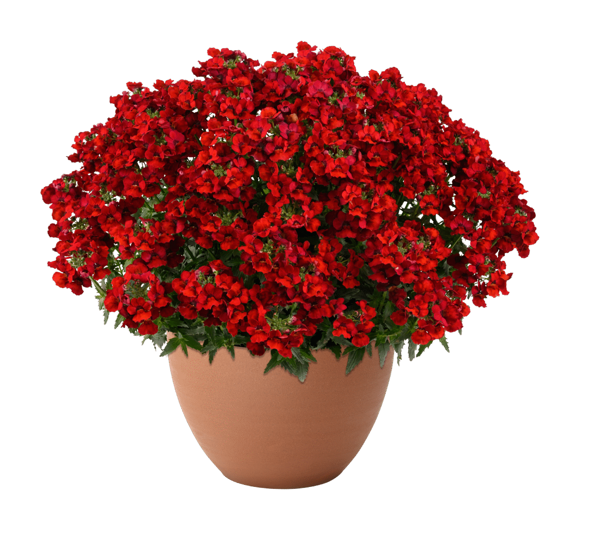 NESIA™ Hot Red