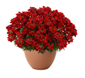 NESIA™ Hot Red