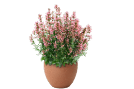 SUNNY SPARKS™ Coral