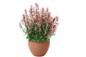 SUNNY SPARKS™ Coral