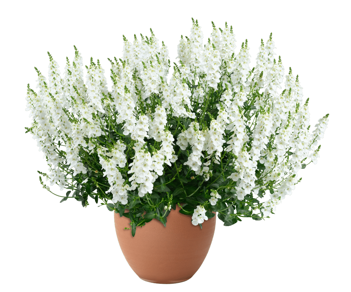 TRINITY™ white
