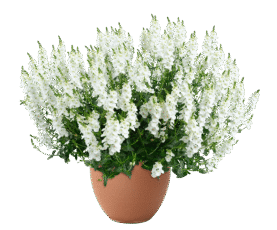 TRINITY™ white