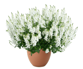 TRINITY™ white