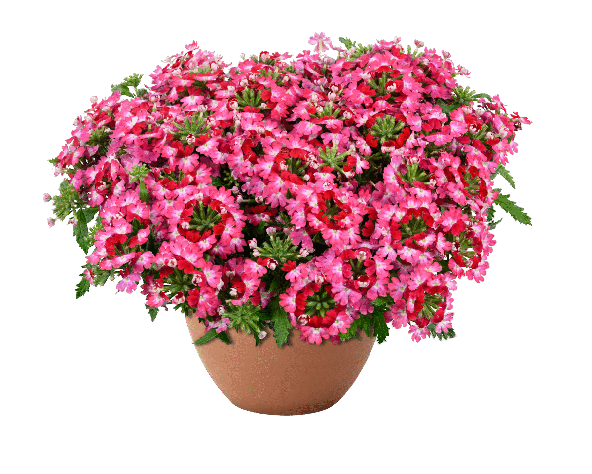 VANESSA™ Compact Bicolor Red
