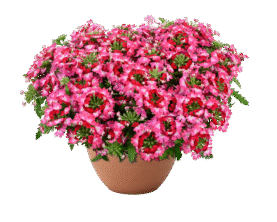 VANESSA™ Compact Bicolor Red