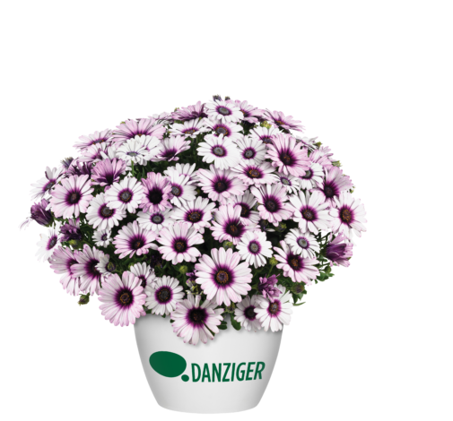 BESTIES™ Playful Bicolor Purple
