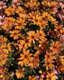 NOVA® Amber