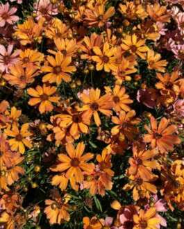 NOVA® Amber