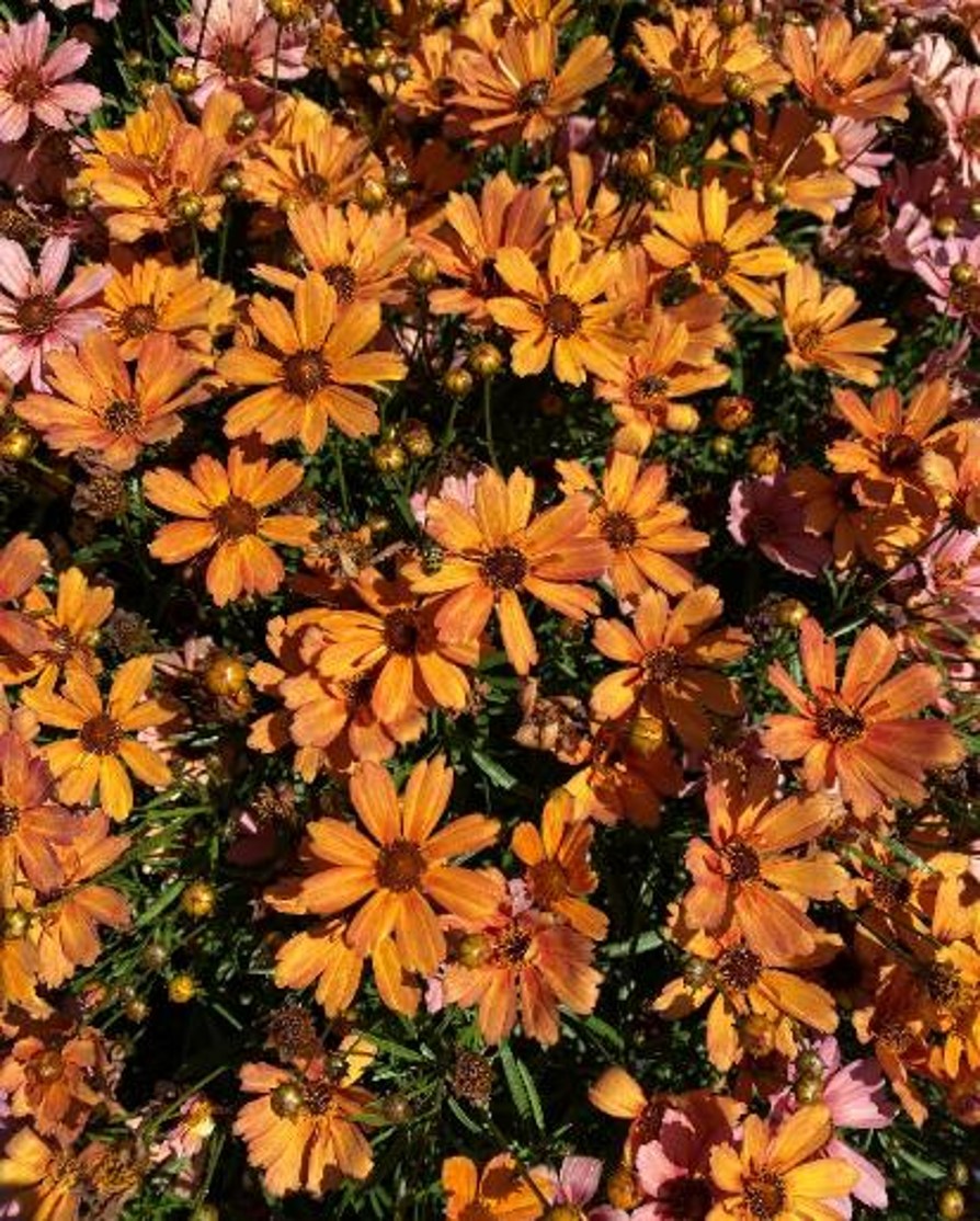 NOVA® Amber