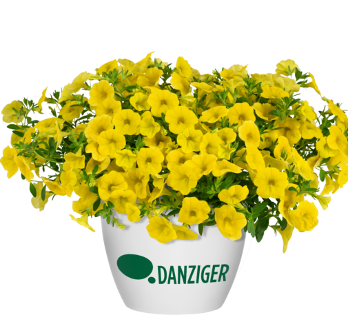 Lia™ Mega Yellow