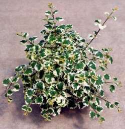More Plectranthus varieties