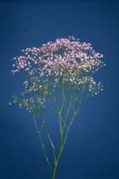 PINK HAZE™
