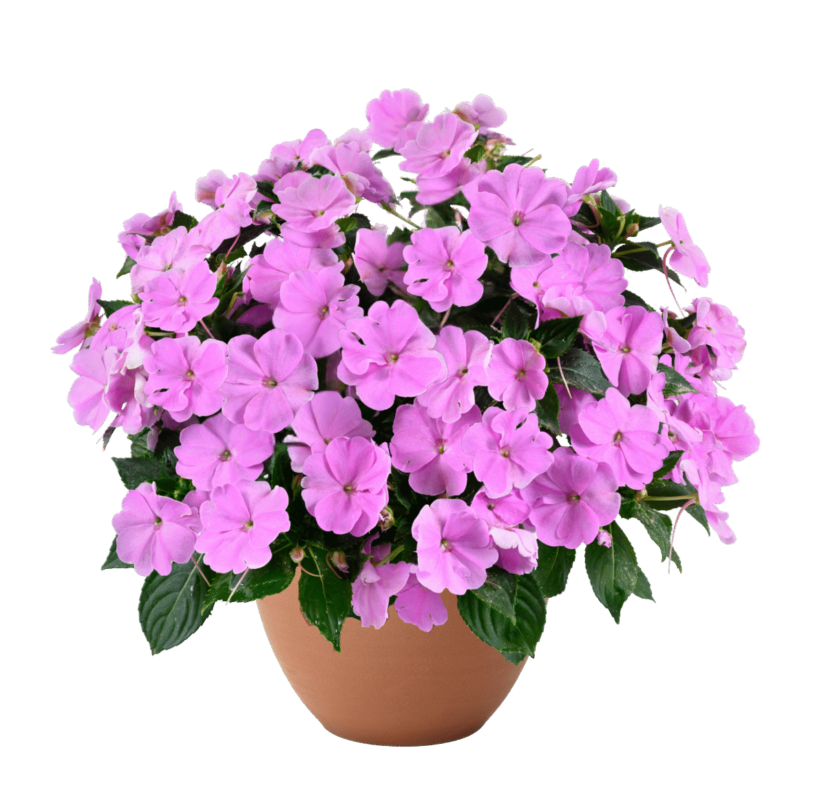 SOL LUNA PRIME™ Luxe Lavender