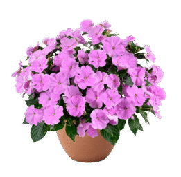 SOL LUNA PRIME™ Luxe Lavender