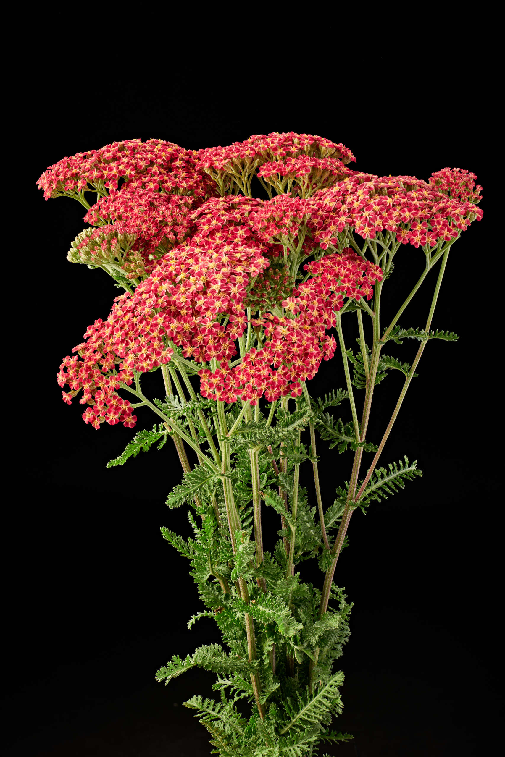 Achillea MAGICAL® series