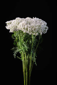 MAGICAL® WHITE FRANCISCO
