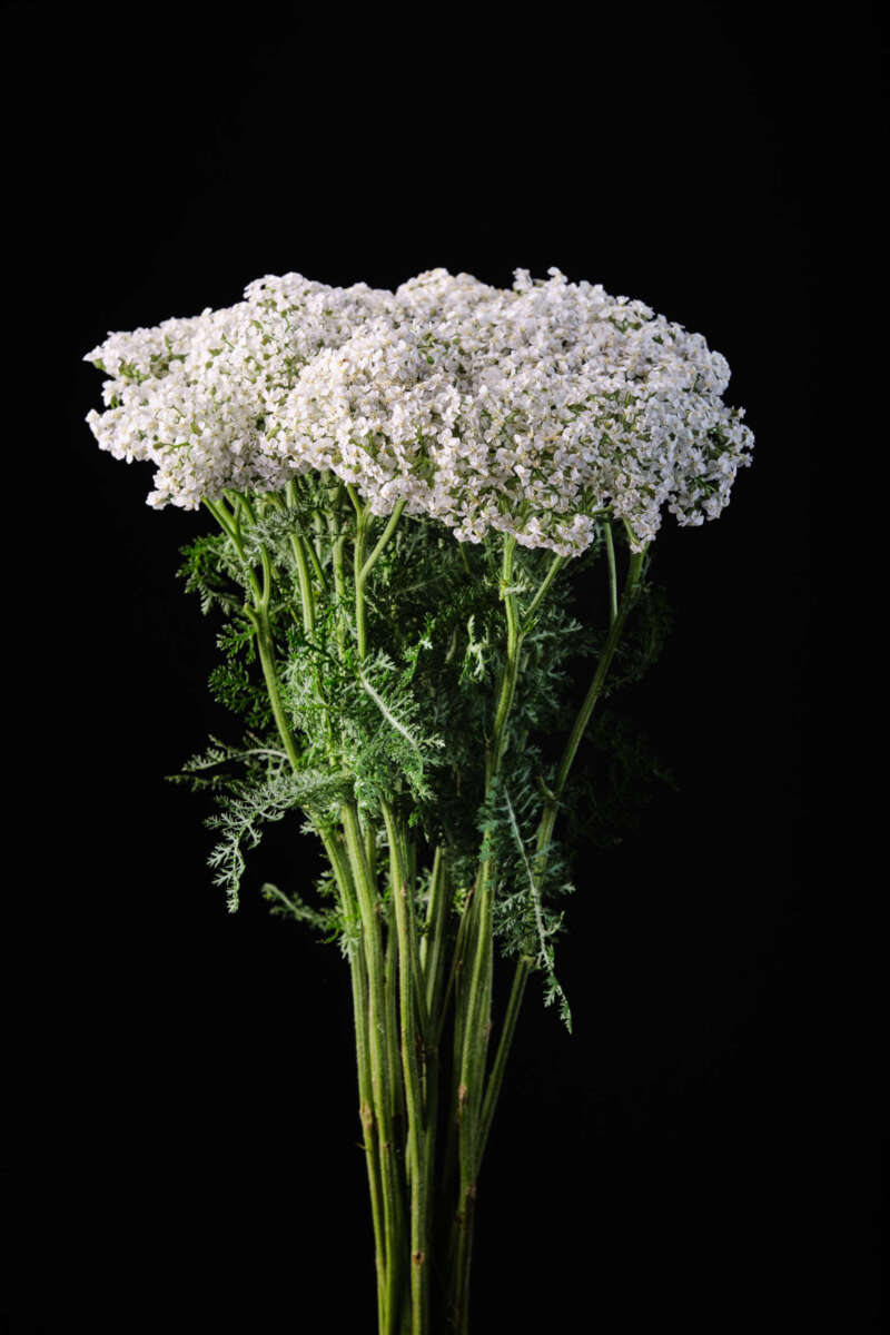 MAGICAL® WHITE FRANCISCO