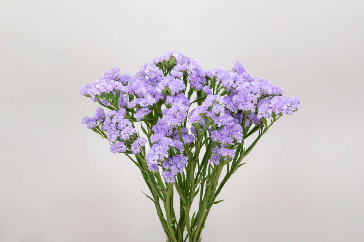 ATIS LAVENDER™