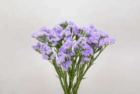 ATIS LAVENDER™