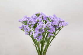 ATIS LAVENDER™