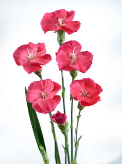 FRESH™ ROSADA