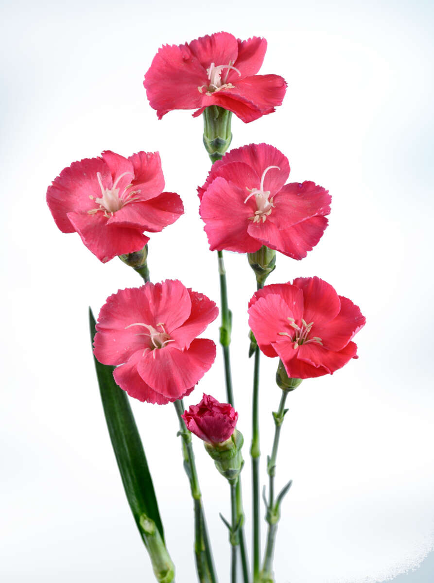 FRESH™ ROSADA
