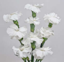 FRESH™ PEARL