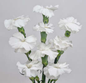 FRESH™ PEARL