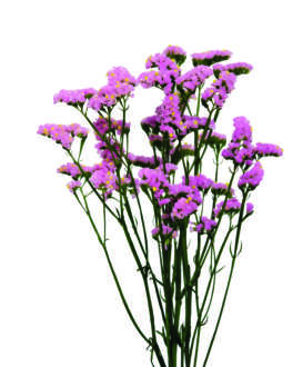 SINUET™ BABY PINK HONEY