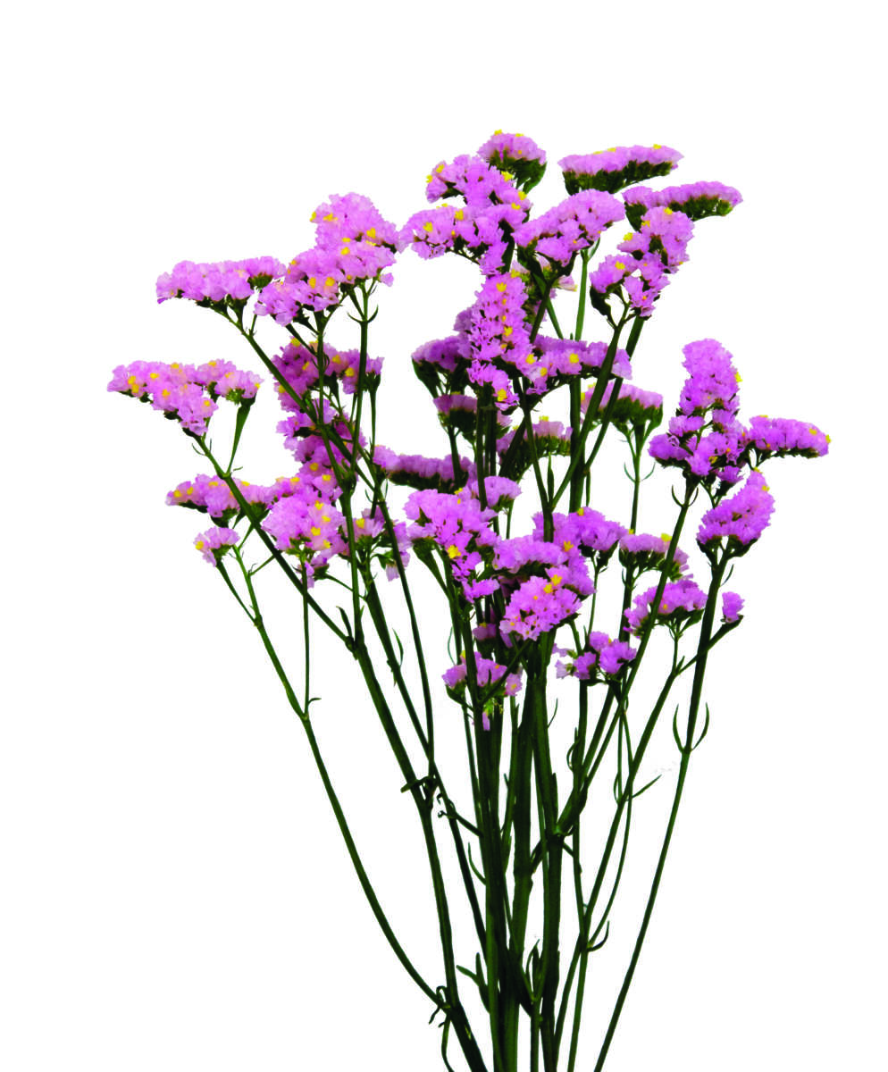SINUET™ BABY PINK HONEY