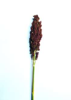 PRAIRIE PEARLS™ PINK