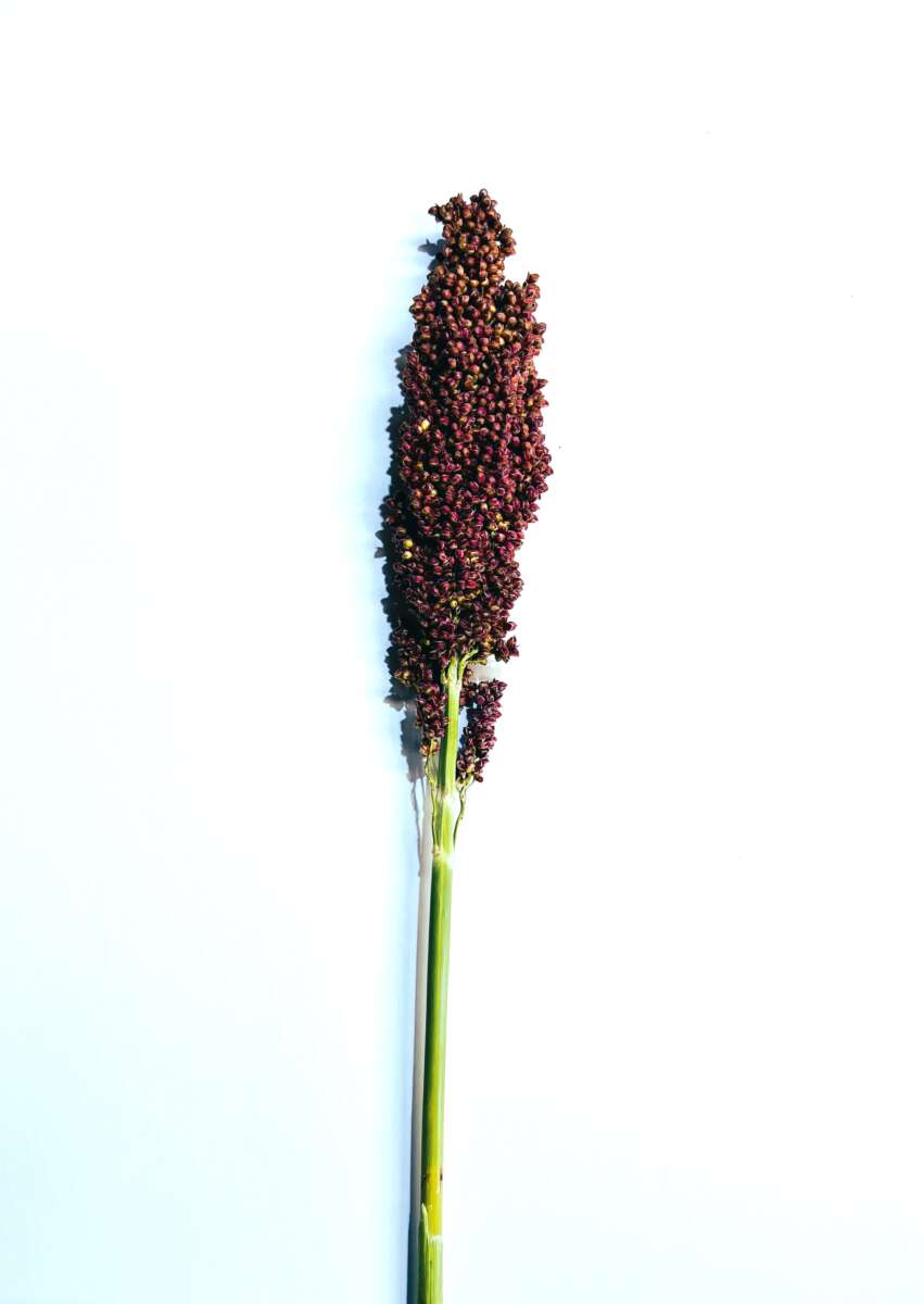 PRAIRIE PEARLS™ PINK