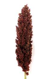 PRAIRIE PEARLS™ BURGUNDY