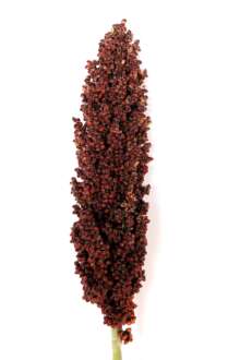 PRAIRIE PEARLS™ BURGUNDY