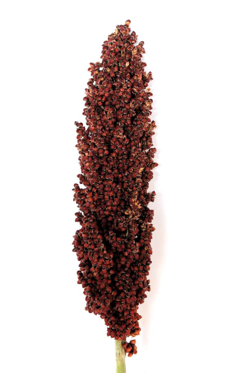 PRAIRIE PEARLS™ BURGUNDY