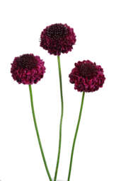 FOCAL SCOOP™ SUGARPLUM