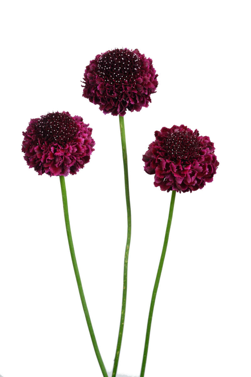 FOCAL SCOOP™ SUGARPLUM