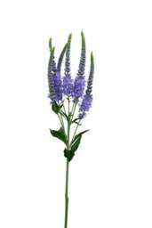 SKYLER™ SPLASH LAVENDER