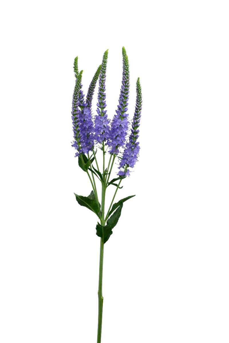SKYLER™ SPLASH LAVENDER