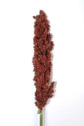 PRAIRIE PEARLS™ BRONZE