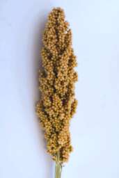 PRAIRIE PEARLS™ CREAM