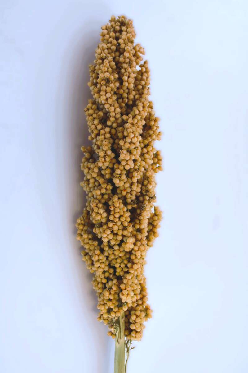 PRAIRIE PEARLS™ CREAM