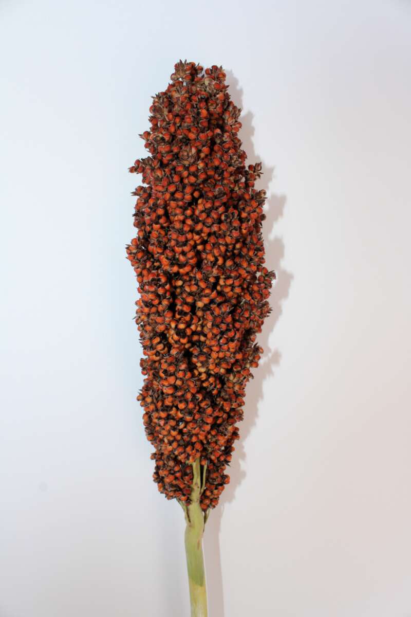 PRAIRIE PEARLS™ ORANGE