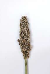 PRAIRIE PEARLS™ WHITE