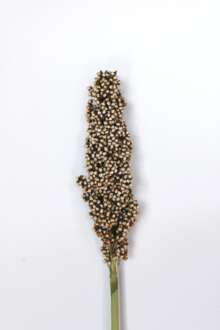 PRAIRIE PEARLS™ WHITE
